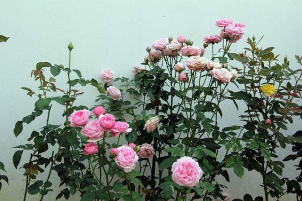 Mê mẩn vườn hồng tuyệt đẹp của ông chủ thầu xây dựng 9
