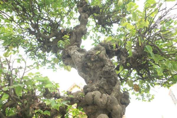 Đại gia Việt đổi 8 lô đất, mang bao tải tiền mua “siêu cây” trăm tuổi 3