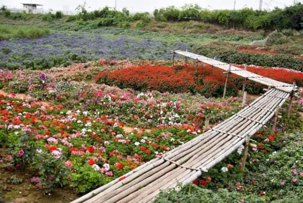 Ngắm nhìn khu vườn 70.000 m2 rực rỡ sắc hoa ở Hà Nội 12