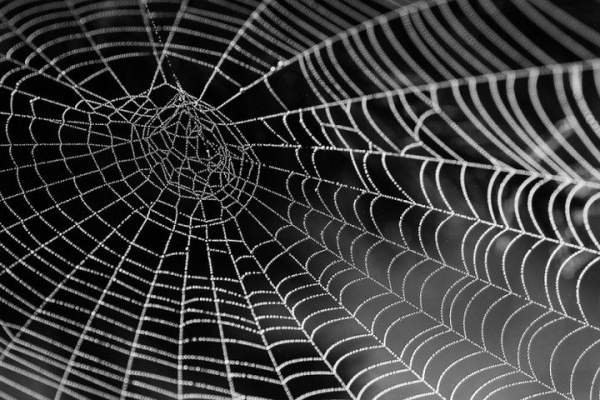 Nghiên cứu mới: sử dụng tơ nhện sẽ giúp chữa gãy xương hiệu quả