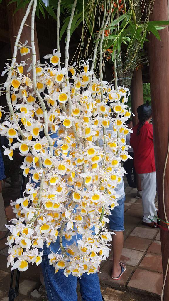 Hơn 1.000 cây kiểng, phong lan tỏa hương sắc tại Hoàng cung Huế 3