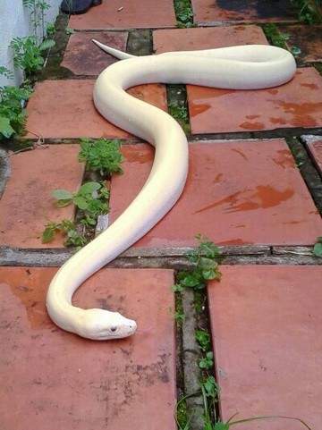 Kỳ lạ rắn bạch tạng “mắt đỏ” dài 2m, để chơi không bán của dân chơi Ninh Bình 8