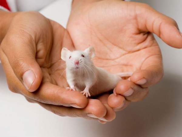 Người phụ nữ tiên phong nuôi chuột dùng cho khoa học 2