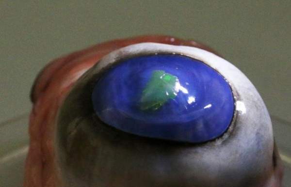 Tấm màng siêu mỏng có thể giúp mắt người phát tia laser