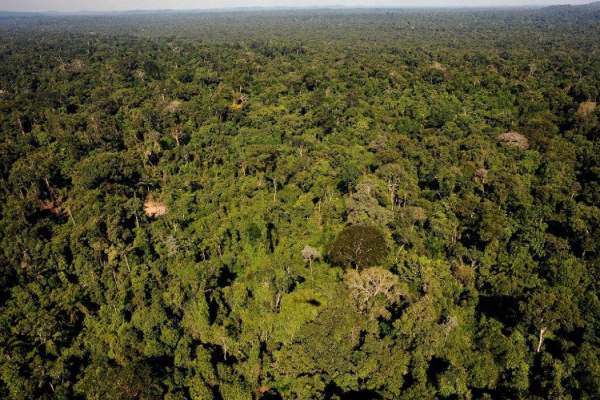 Peru cảnh báo rừng nhiệt đới Amazon bị tàn phá với tốc độ nhanh