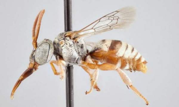 Các nhà nghiên cứu xác định 15 loài ong cúc cu mới