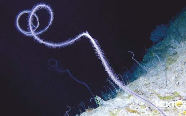 Vùng biển sâu 300m bí ẩn ở Bermuda: Xuất hiện sinh vật chưa từng biết trên Trái Đất 2