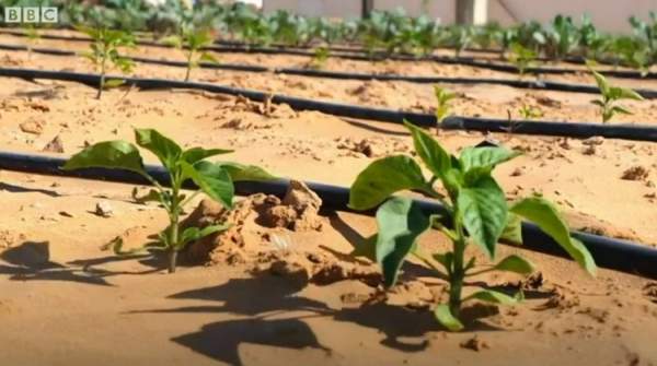 Công nghệ biến sa mạc thành đất trồng chỉ sau 7 tiếng