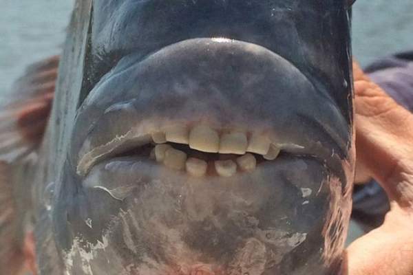 Kỳ lạ cá với hàm răng giống người, có thể ‘nhai cả thế giới’