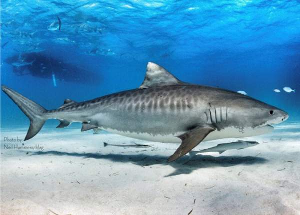 5 sự thật khó tin về cá mập hổ ít ai biết