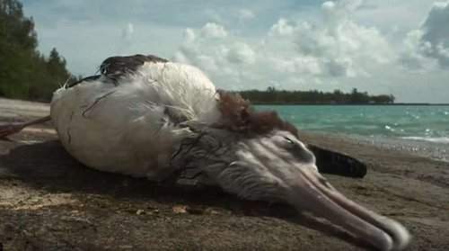 Thắt lòng trước cảnh chim chết hàng loạt trên đảo xa 2