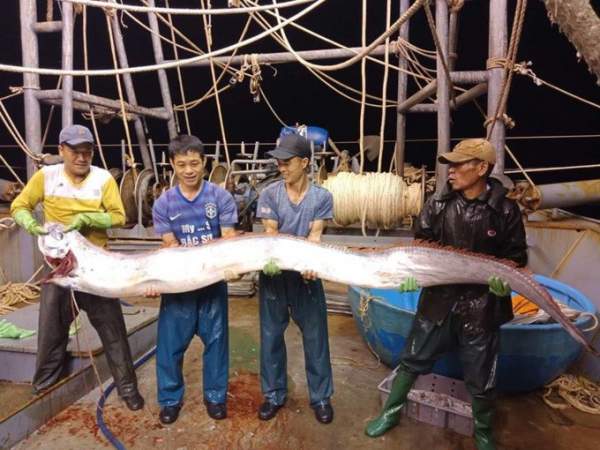 Ngư dân Thanh Hóa bắt được cá hố "khủng" dài hơn 4 mét, nặng gần 1 tạ? 2