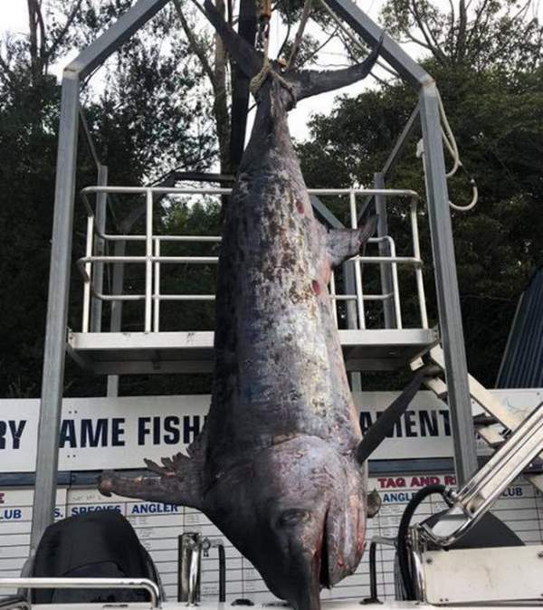 Câu được cá kiếm khổng lồ, nặng 4 tạ to lớn nhất ở Úc 2