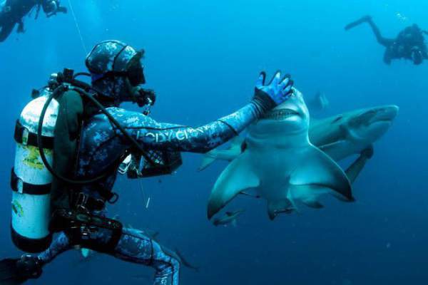 Cận cảnh khoảnh khắc hiếm có khi các thợ lặn chơi đùa với “sát thủ đại dương” 2