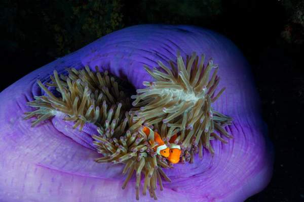 Rạn san hô thiên đường của Philippines vẫn vẹn nguyên dù thế giới đã lâm nguy 4