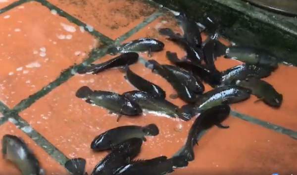 Ngỡ ngàng đàn cá rô hàng trăm con lúc nhúc trên sân nhà sau trận mưa lớn 2