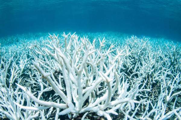 Rạn san hô thiên đường của Philippines vẫn vẹn nguyên dù thế giới đã lâm nguy 6