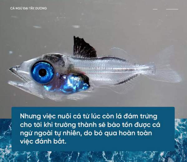 Các nhà khoa học đang thuần hóa cá ngừ vây xanh để có đủ nguyên liệu làm sushi 4
