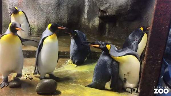 Cặp cánh cụt đồng tính âm mưu "bắt cóc" cánh cụt con về nuôi 3