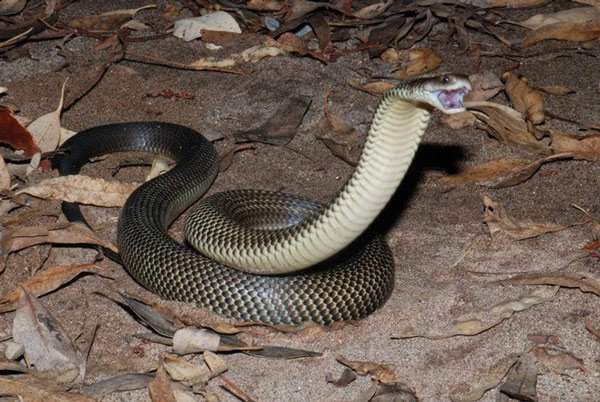 "Quái vật" rắn độc dị biệt nhất hành tinh: Chuyên cắn người đang ngủ say, nọc làm tan máu 3