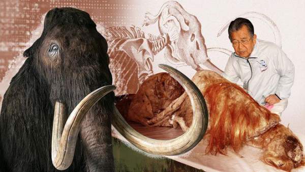 Nhà khoa học Nhật 90 tuổi muốn hồi sinh voi ma mút 2