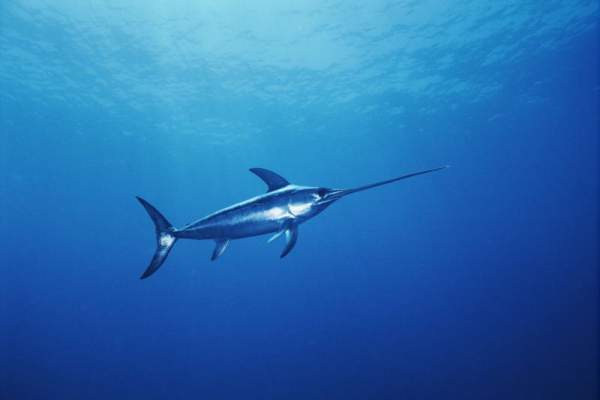 11 loài cá lập kỷ lục bơi nhanh nhất thế giới 8