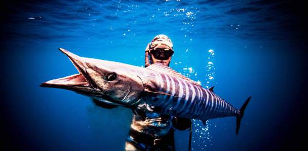 11 loài cá lập kỷ lục bơi nhanh nhất thế giới 4