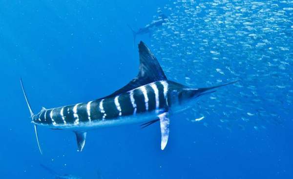 11 loài cá lập kỷ lục bơi nhanh nhất thế giới 3