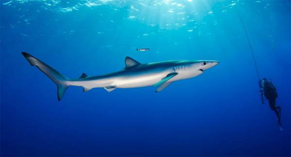 11 loài cá lập kỷ lục bơi nhanh nhất thế giới 7