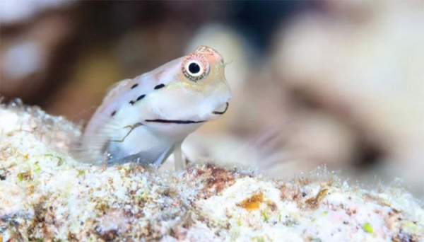 Loài cá nhỏ nhất thế giới "cứu" những dải san hô 2