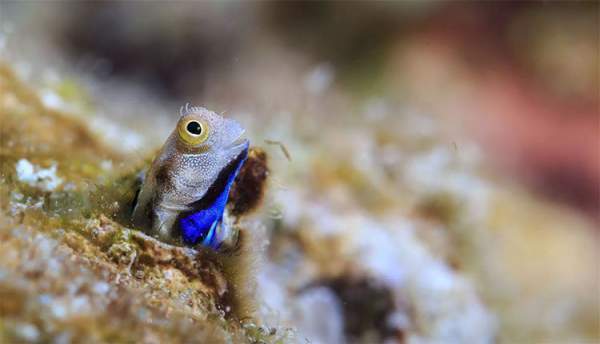 Loài cá nhỏ nhất thế giới "cứu" những dải san hô 3