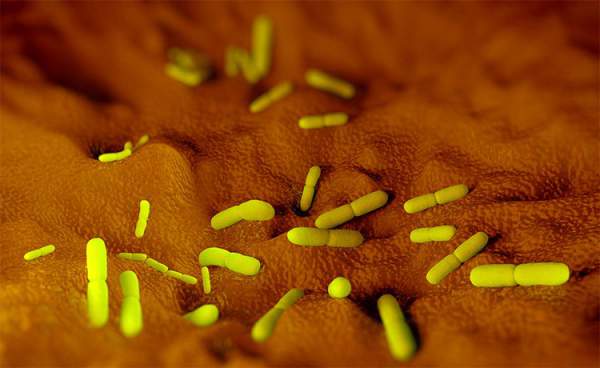 Tại sao vi khuẩn dịch hạch không thể bị diệt trừ hoàn toàn trên hành tinh? 3