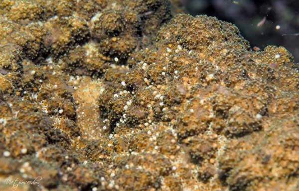 Kỳ thú san hô đẻ trứng một ngày duy nhất trong năm 10