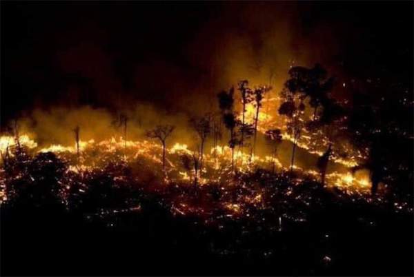 Xót xa nhìn những con thú chết cháy khi rừng Amazon bị "bà hỏa" ghé thăm 4