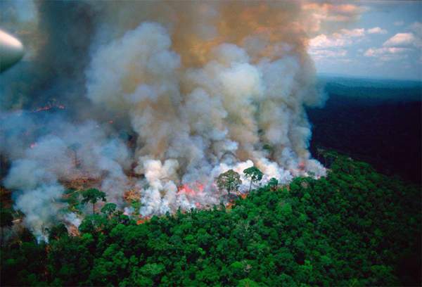 Hậu quả khủng khiếp của cháy rừng Amazon 3