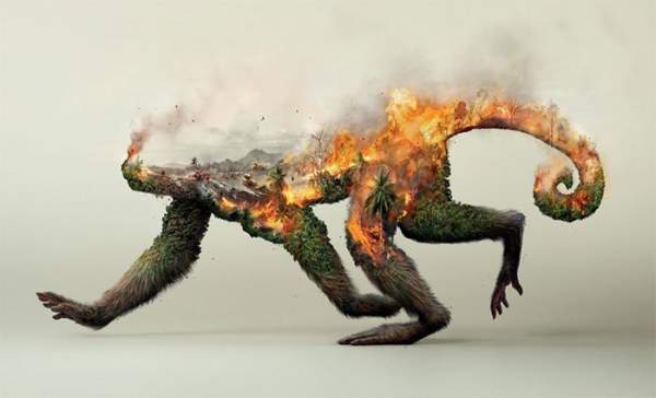 Xót xa nhìn những con thú chết cháy khi rừng Amazon bị "bà hỏa" ghé thăm 12