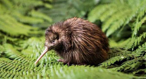 Những sự thật ít người biết về chim kiwi 6
