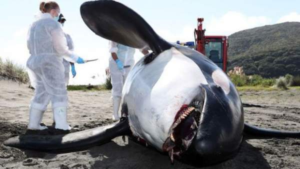 Bi kịch của cá heo châu Âu: Môi trường sống ô nhiễm, nồng độ thủy ngân cao kỷ lục 2
