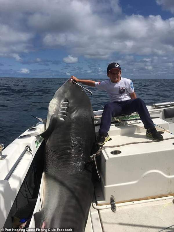 Cậu bé 8 tuổi câu được cá mập hổ “khủng” 314kg, phá kỷ lục thế giới suốt 22 năm