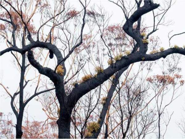 Chồi non mọc trên cây bị thiêu rụi trong cháy rừng ở Australia 3