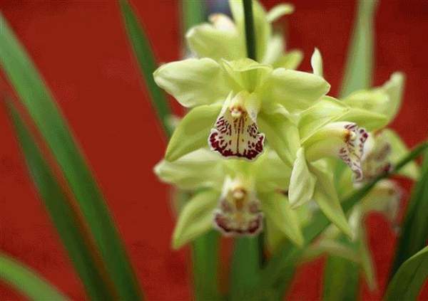 13 loài hoa hiếm và đẹp nhất thế giới 12