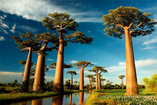 13 loài cây kì lạ bậc nhất trên Trái đất 6