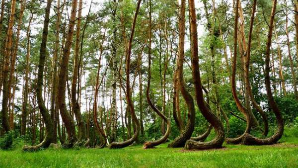 13 loài cây kì lạ bậc nhất trên Trái đất 11