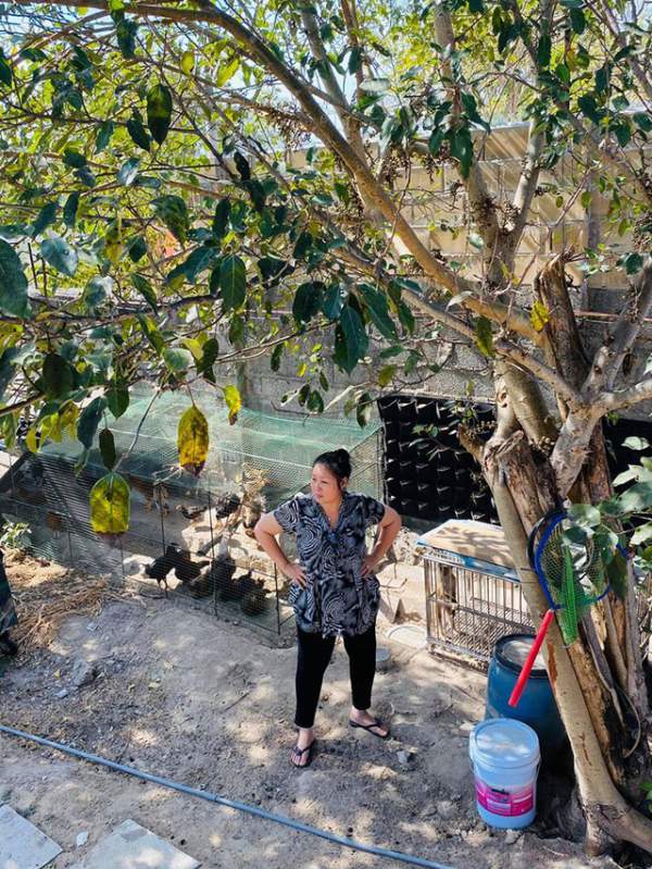 NSND Hồng Vân, Quốc Thuận khoe vườn nhà xum xuê cây trái để "tránh dịch" 4