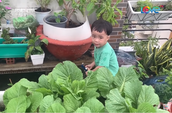 NSND Hồng Vân, Quốc Thuận khoe vườn nhà xum xuê cây trái để "tránh dịch" 8