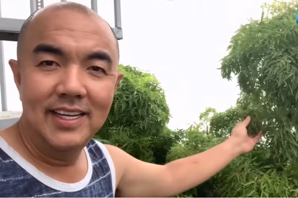 NSND Hồng Vân, Quốc Thuận khoe vườn nhà xum xuê cây trái để "tránh dịch" 6