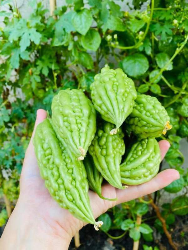 Vườn rau, trái cây xanh mướt mát của gia đình Hải Băng - Thành Đạt 11