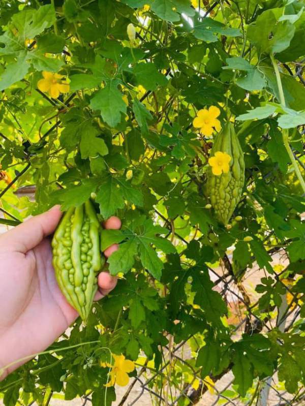 Vườn rau, trái cây xanh mướt mát của gia đình Hải Băng - Thành Đạt 10