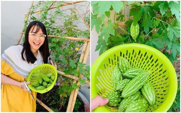Vườn rau, trái cây xanh mướt mát của gia đình Hải Băng - Thành Đạt 15
