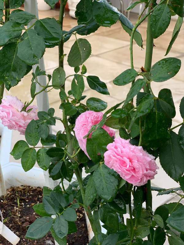 Ngắm khu vườn ngập hoa hồng trên ban công của Khánh Thi- Phan Hiển 12
